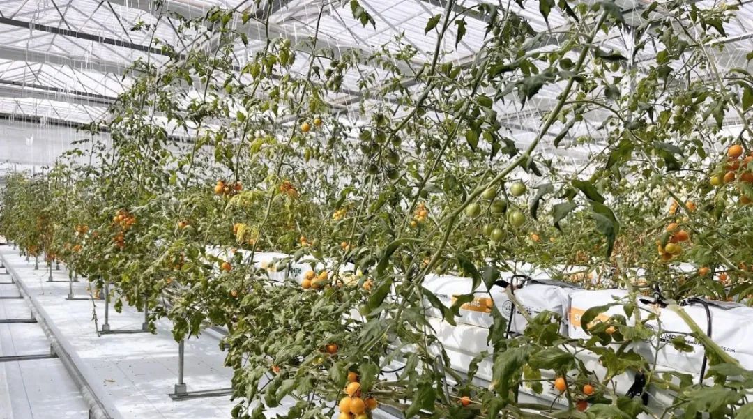 ng电子游戏(中国)官方网站