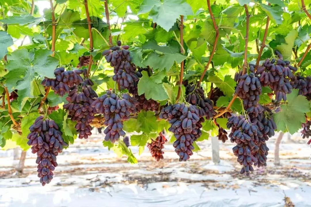 ng电子游戏(中国)官方网站